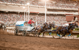 Stampede Adventure 2025: Rides, Rodeos & Fireworks!